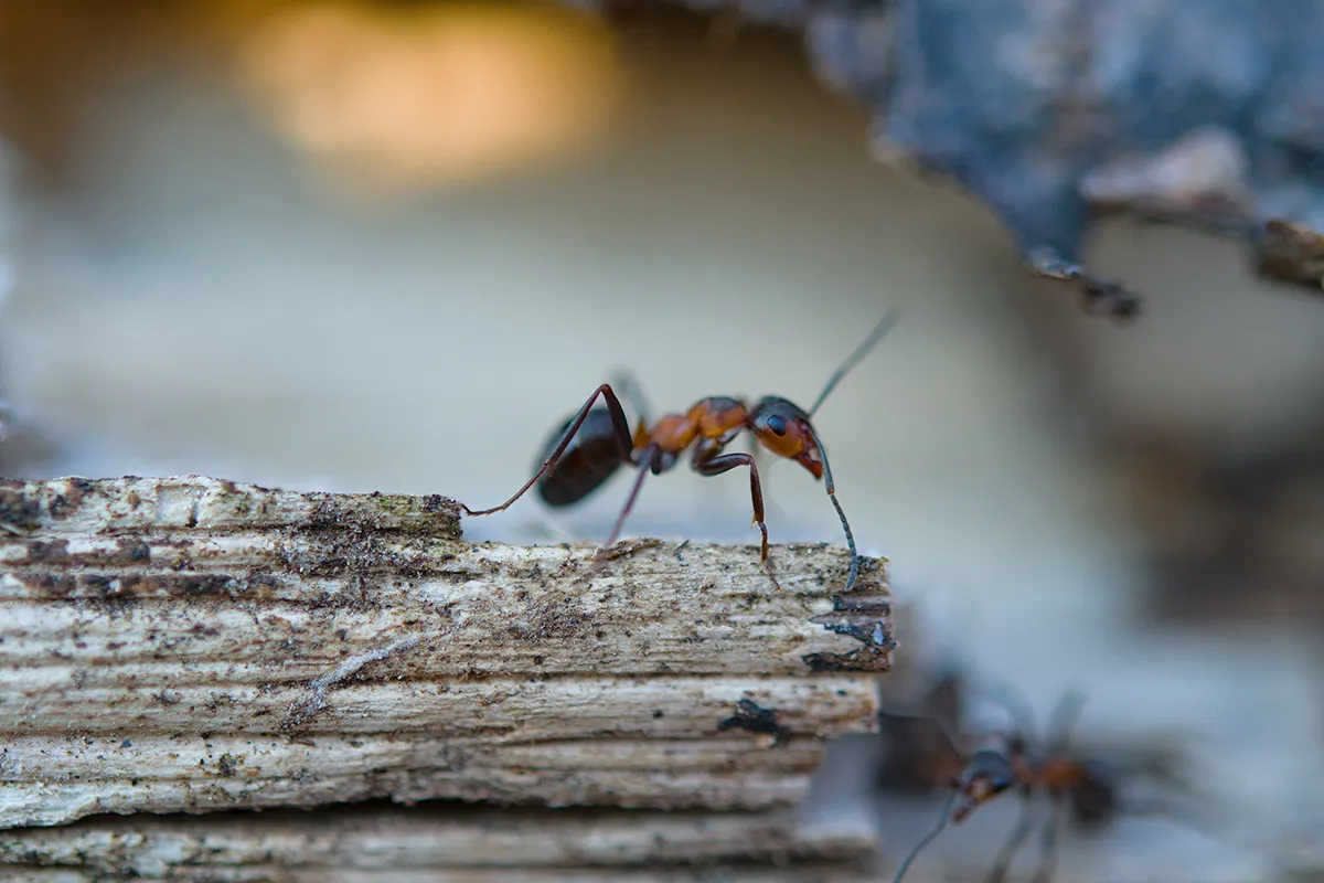 Ant control services by Bug-Masters LLC in Virginia Beach, VA