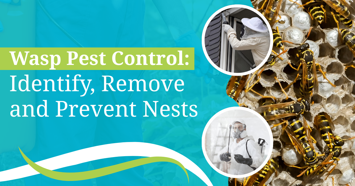 Wasp Pest Control: Identify, Remove, and Prevent Nests