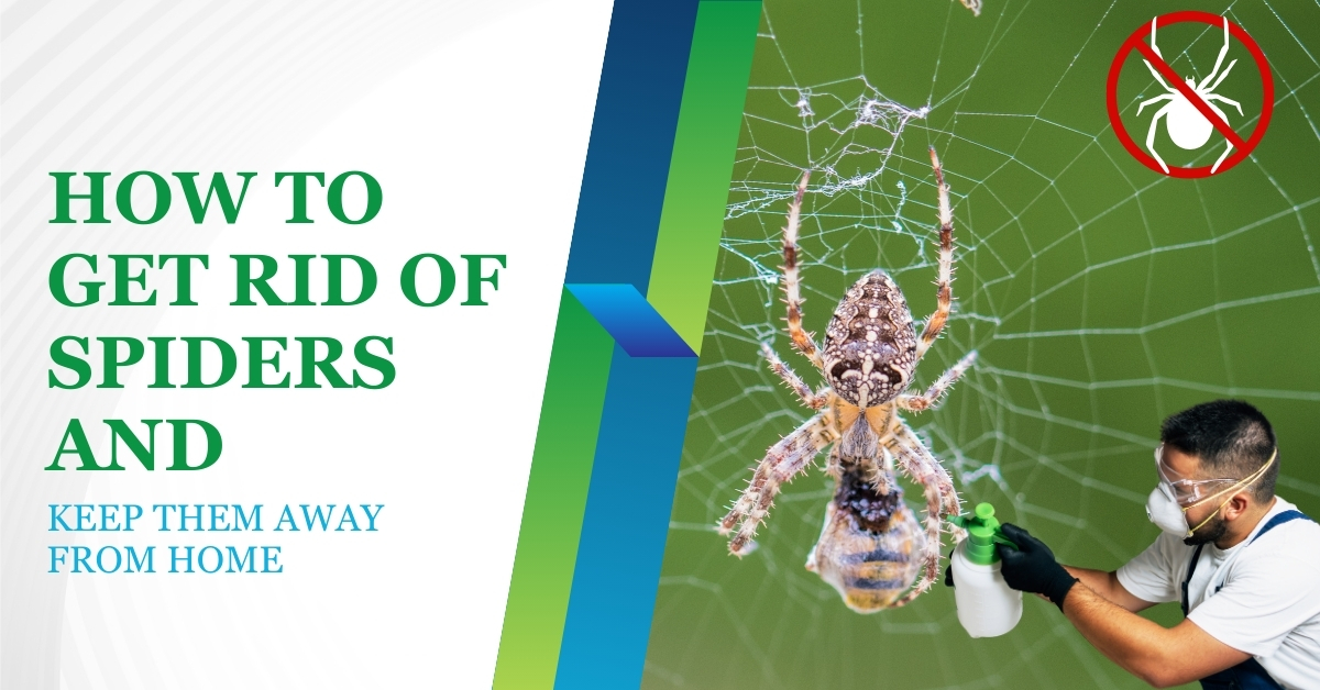 How to Get Rid of Spiders and Keep Them Away from Home
