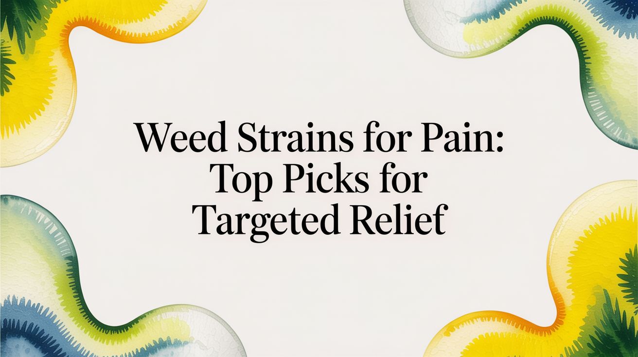 Weed Strains for Pain: Top Picks for Targeted Relief