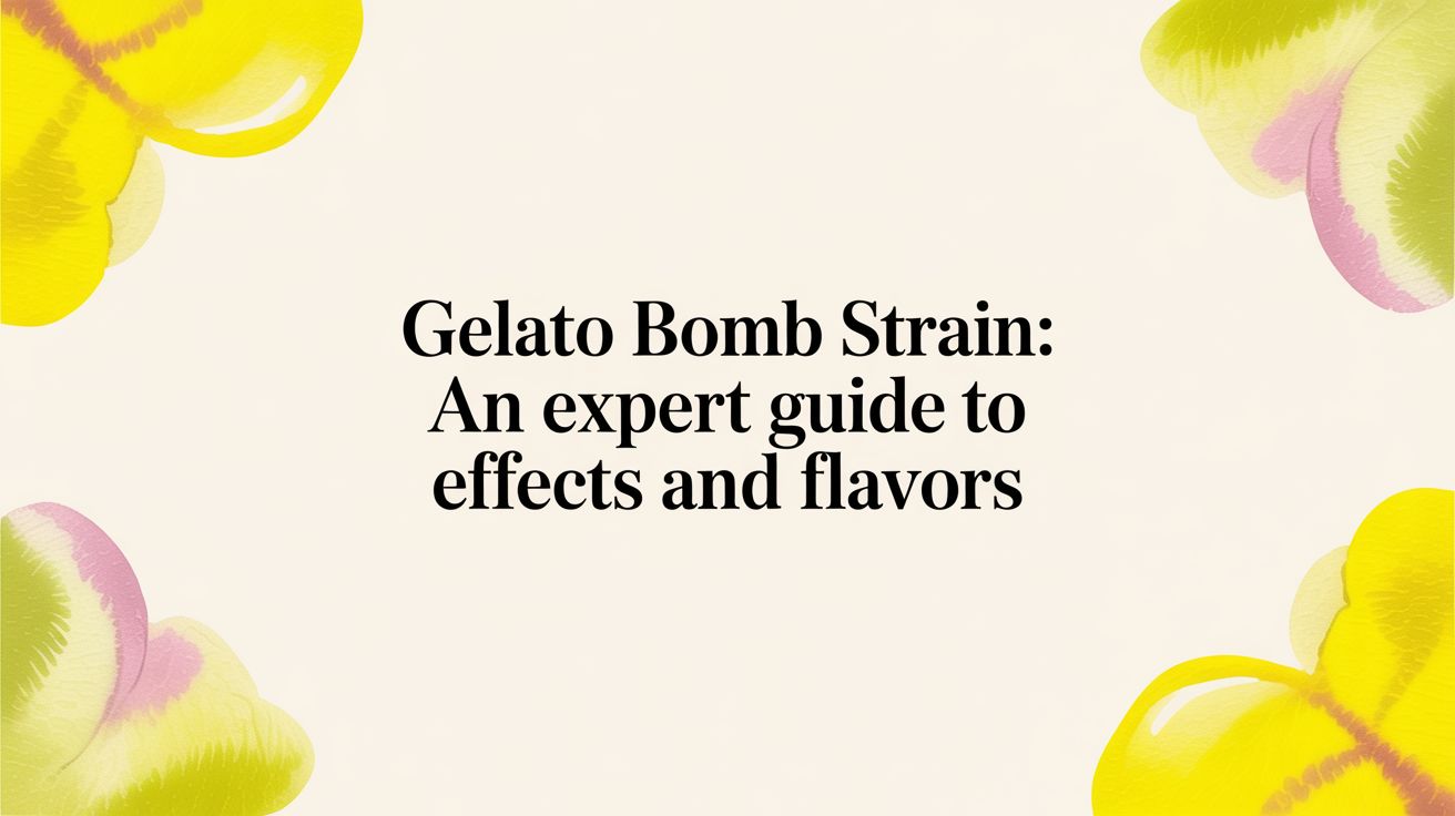 Gelato Bomb Strain: An Expert Guide to Effects and Flavors
