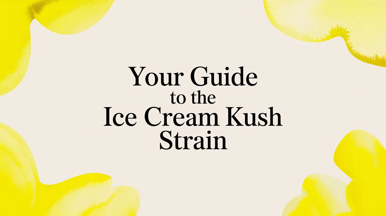 Your Guide to the Ice Cream Kush Strain