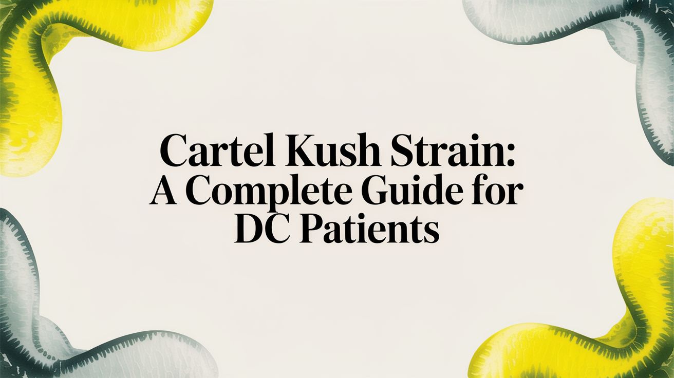 Cartel Kush Strain Guide for DC Patients | Effects & Benefits
