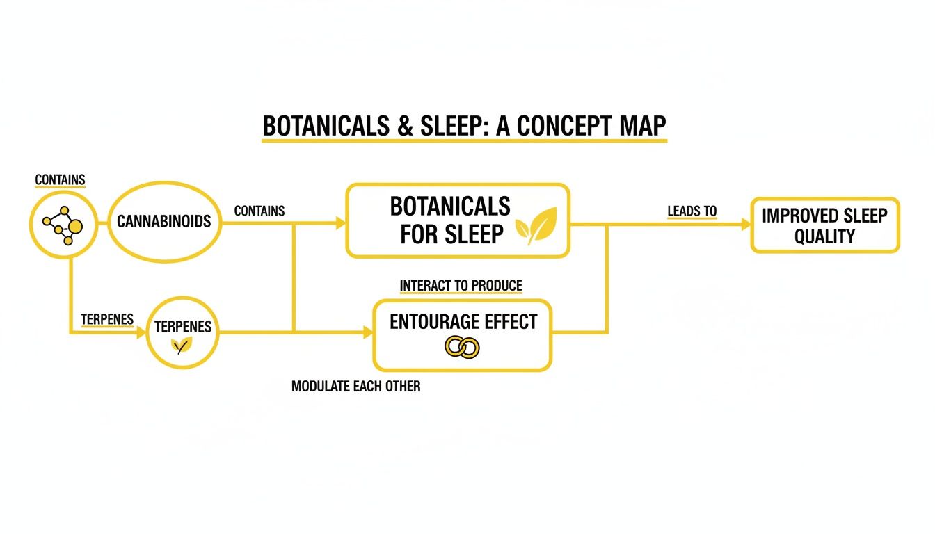 Concept map illustrating how botanicals, cannabinoids, and terpenes interact for improved sleep quality.