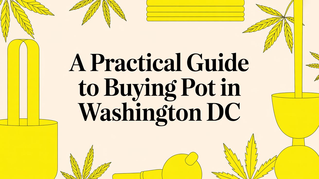 A Practical Guide to Buying Pot in Washington DC