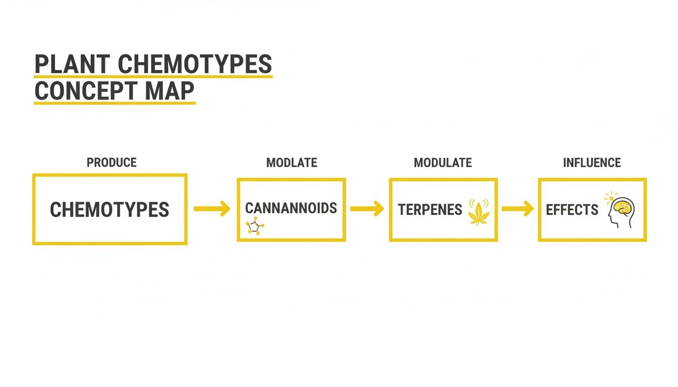 A concept map showing plant chemotypes produce cannabinoids, modulate terpenes, and influence effects.