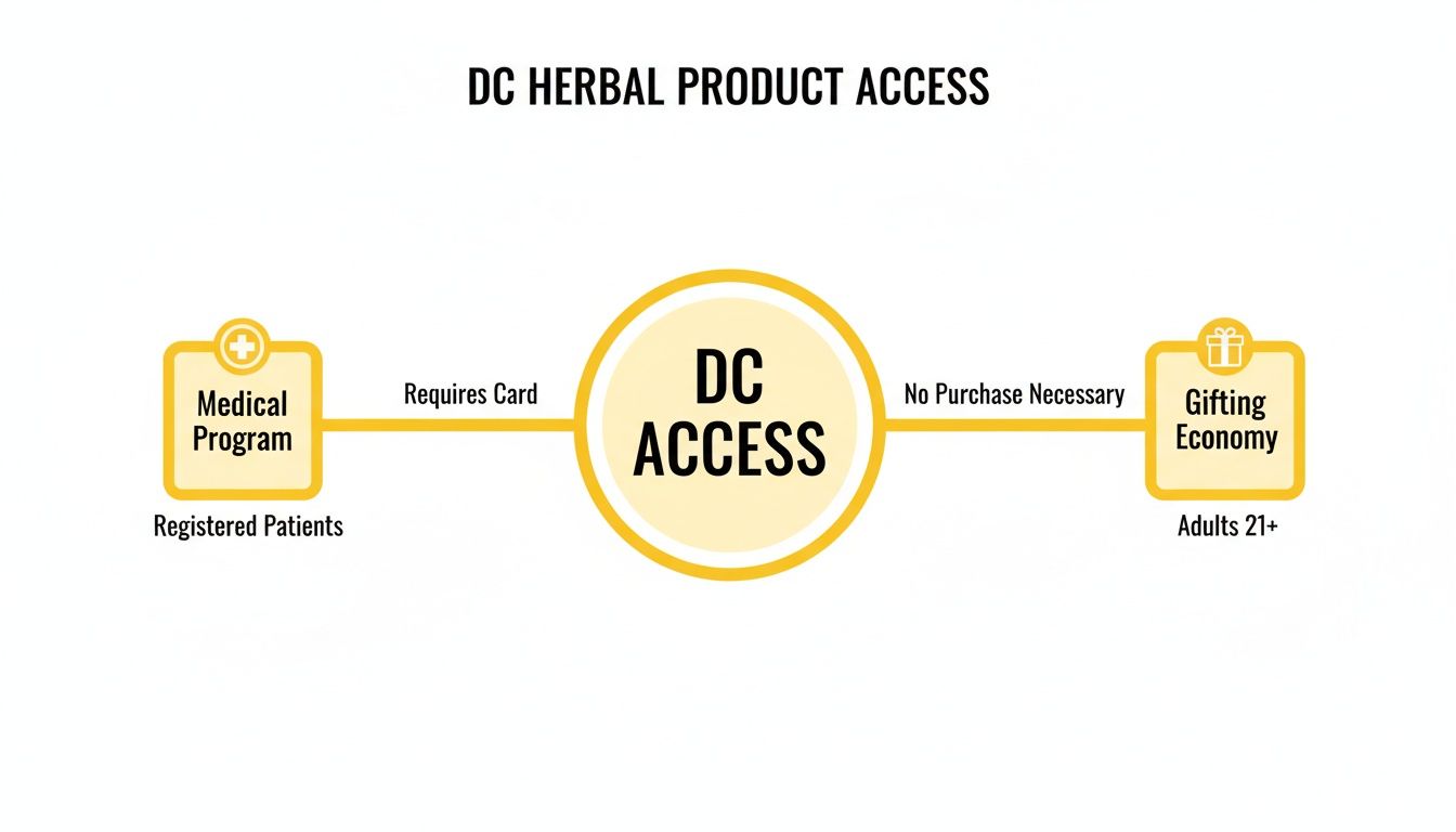 Flowchart illustrating DC herbal product access through a medical program for registered patients or a gifting economy.