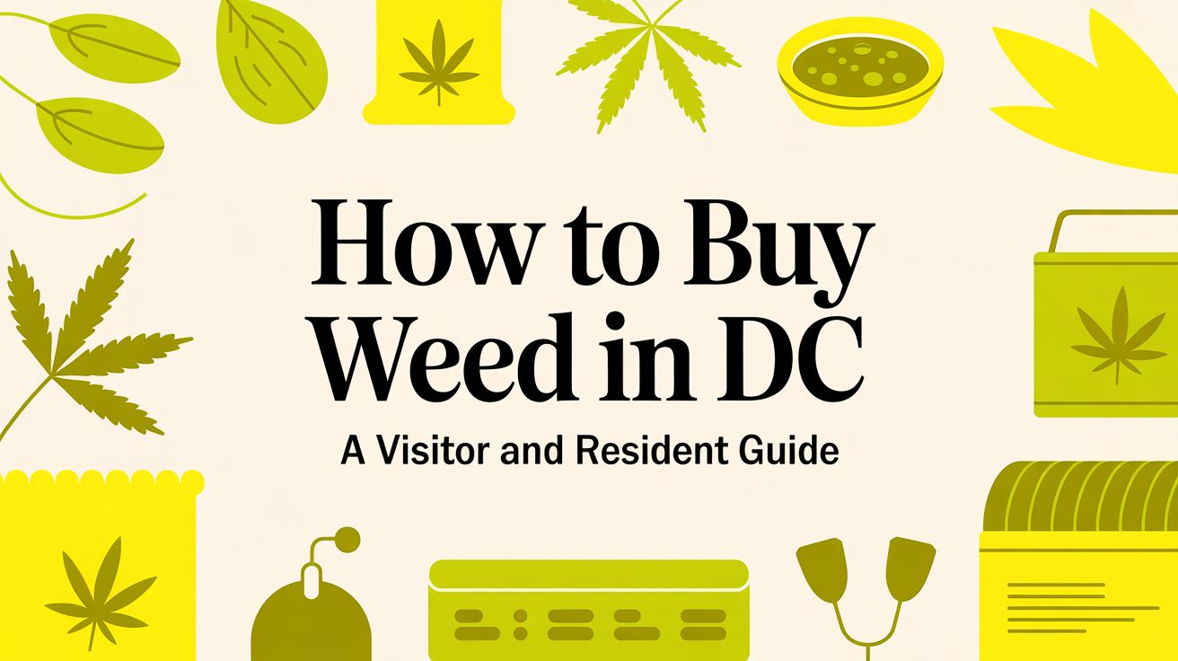 How to Buy Weed in DC a Visitor and Resident Guide