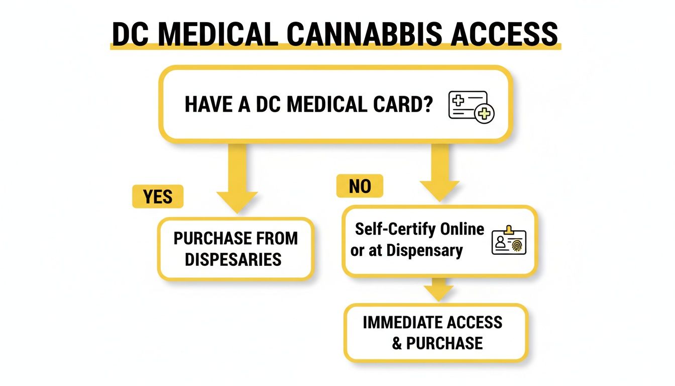 Flowchart illustrating DC medical cannabis access: with a card, purchase; without, self-certify for immediate access.