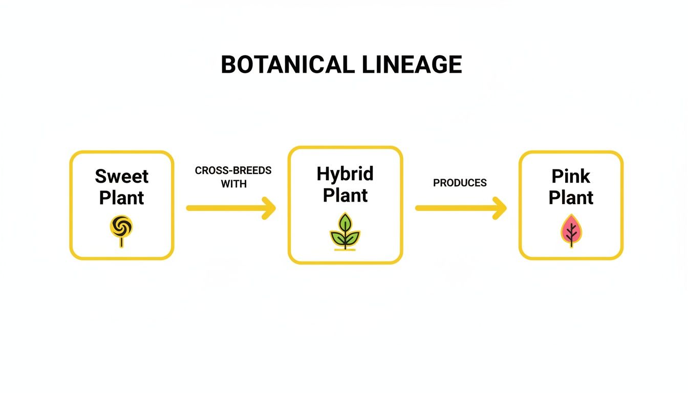 A flowchart illustrates the botanical lineage: Sweet Plant cross-breeds to Hybrid Plant, which produces Pink Plant.
