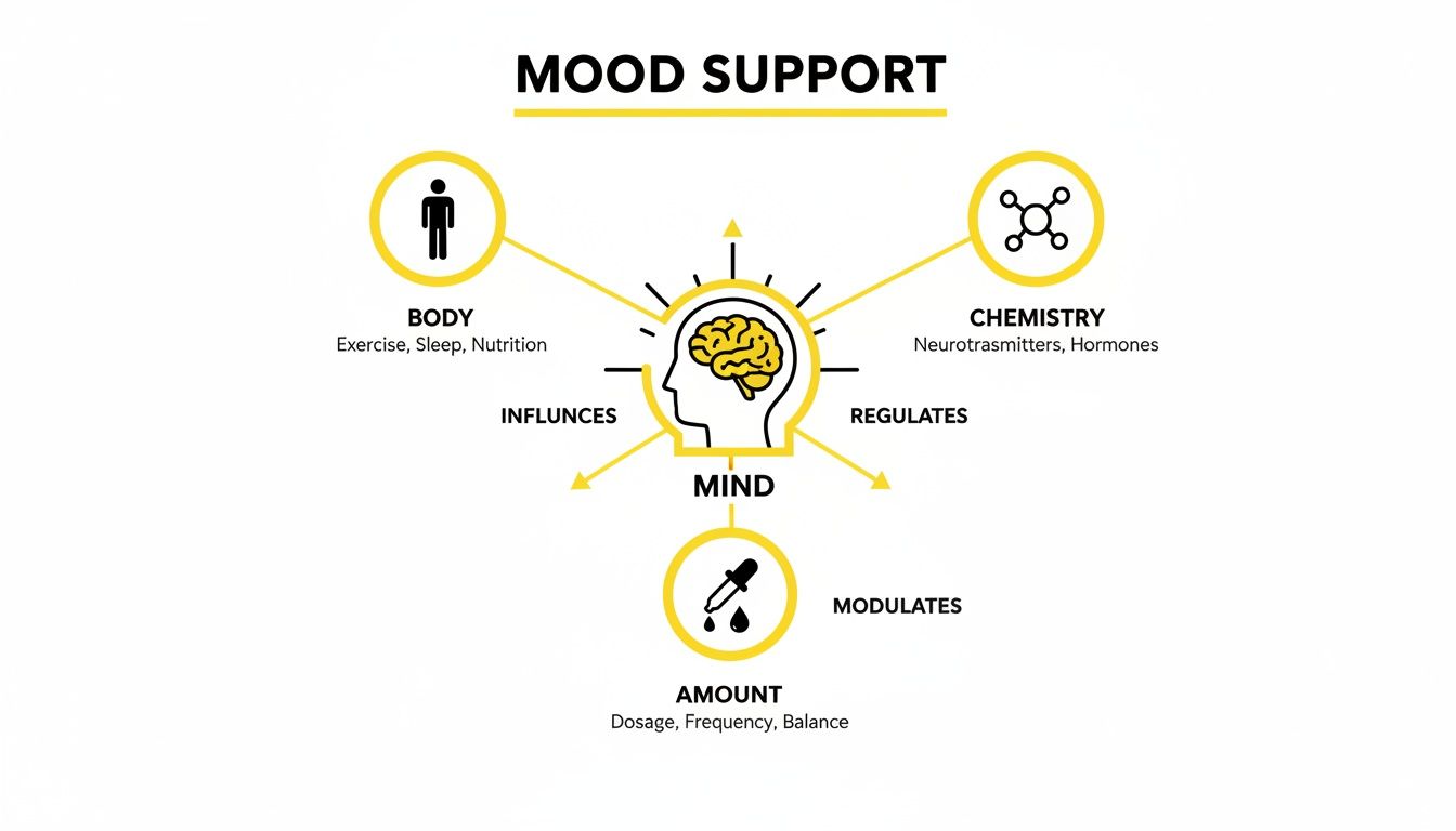 Infographic illustrating mood support, showing mind influenced by body, regulating chemistry, and modulating amount.