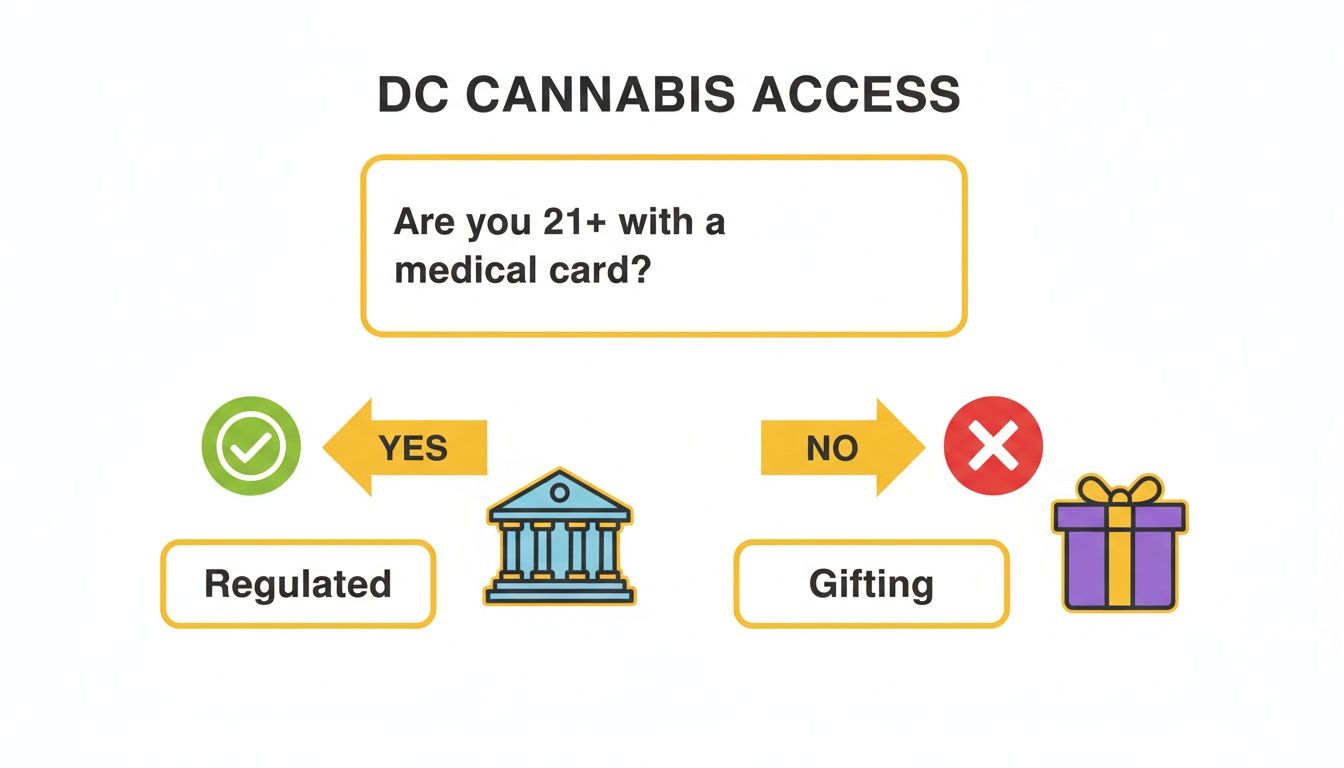 A flowchart explaining DC cannabis access: regulated for medical cardholders 21+, gifting for others.