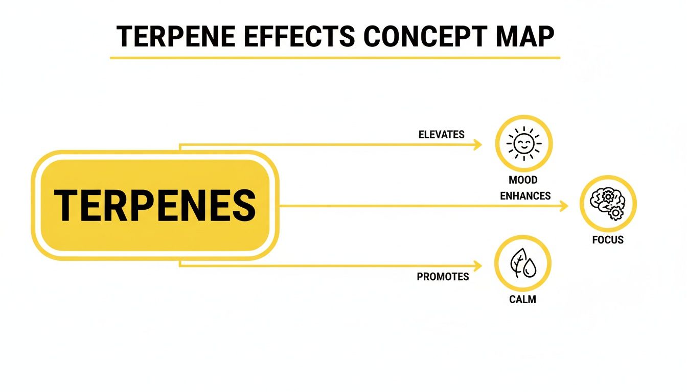 Terpene effects concept map illustrating how terpenes elevate mood, enhance focus, and promote calm.