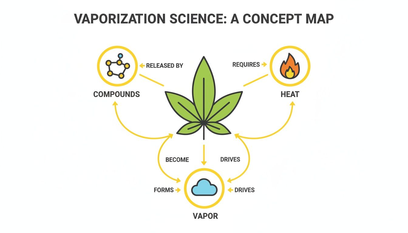 Concept map illustrating vaporization science, showing cannabis leaf, compounds, heat, and vapor.