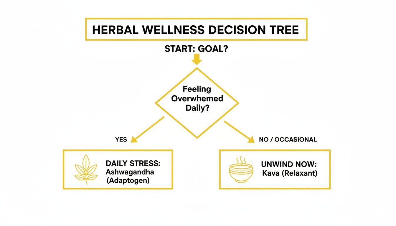 Herbal wellness decision tree guiding users to Ashwagandha for daily stress or Kava for occasional overwhelm.
