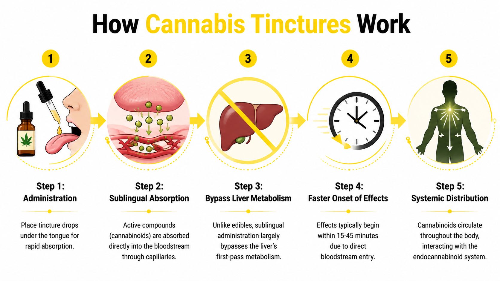 A five-step infographic illustrating how medical cannabis tinctures are administered sublingually and enter the human bloodstream.