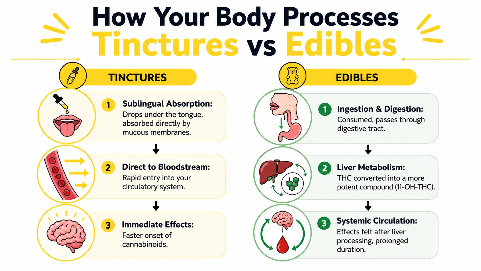 An infographic comparing the body's absorption processes for cannabis tinctures versus cannabis edibles with step-by-step illustrations.