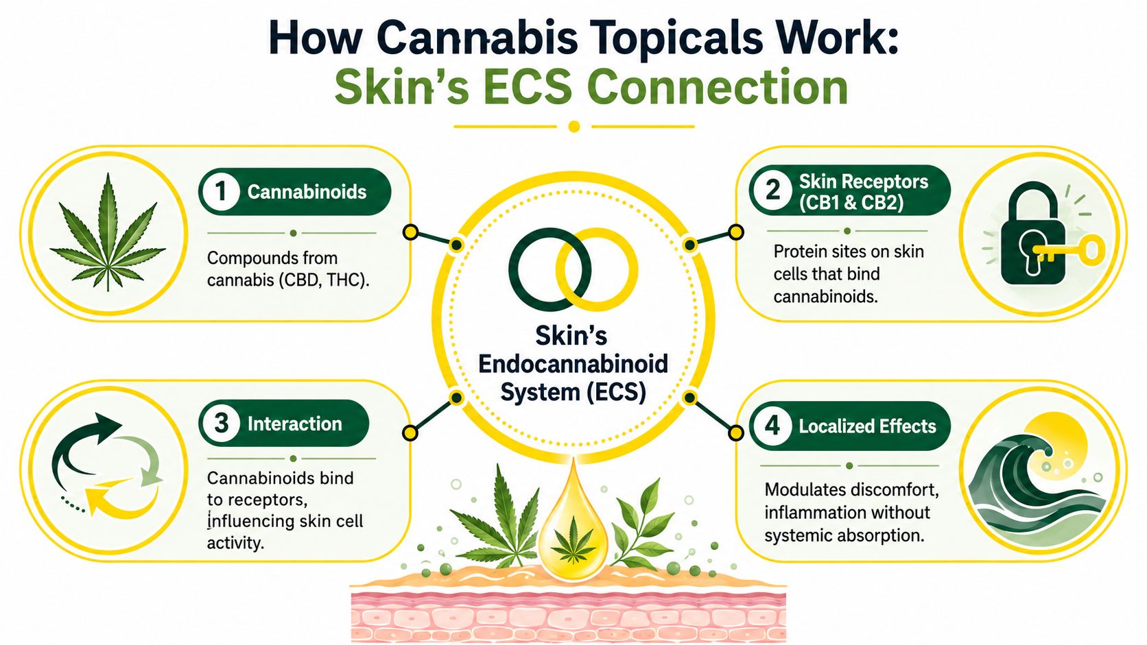 An infographic illustrating how cannabis topicals interact with the skin's endocannabinoid system to provide localized relief.