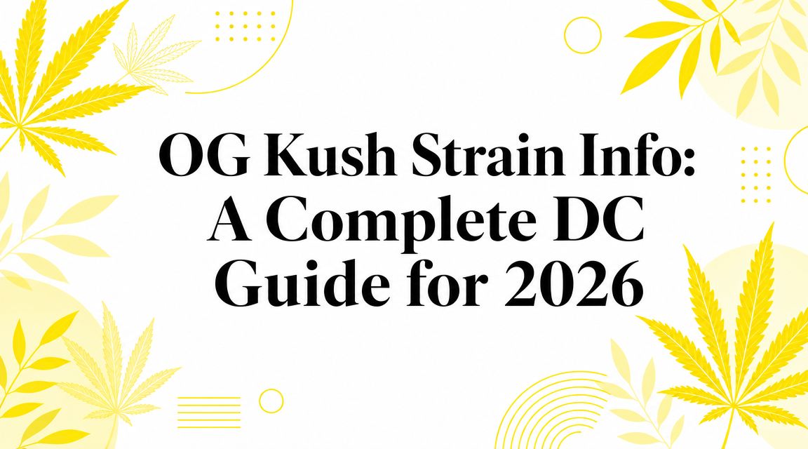 OG Kush Strain Info: A Complete DC Guide for 2026