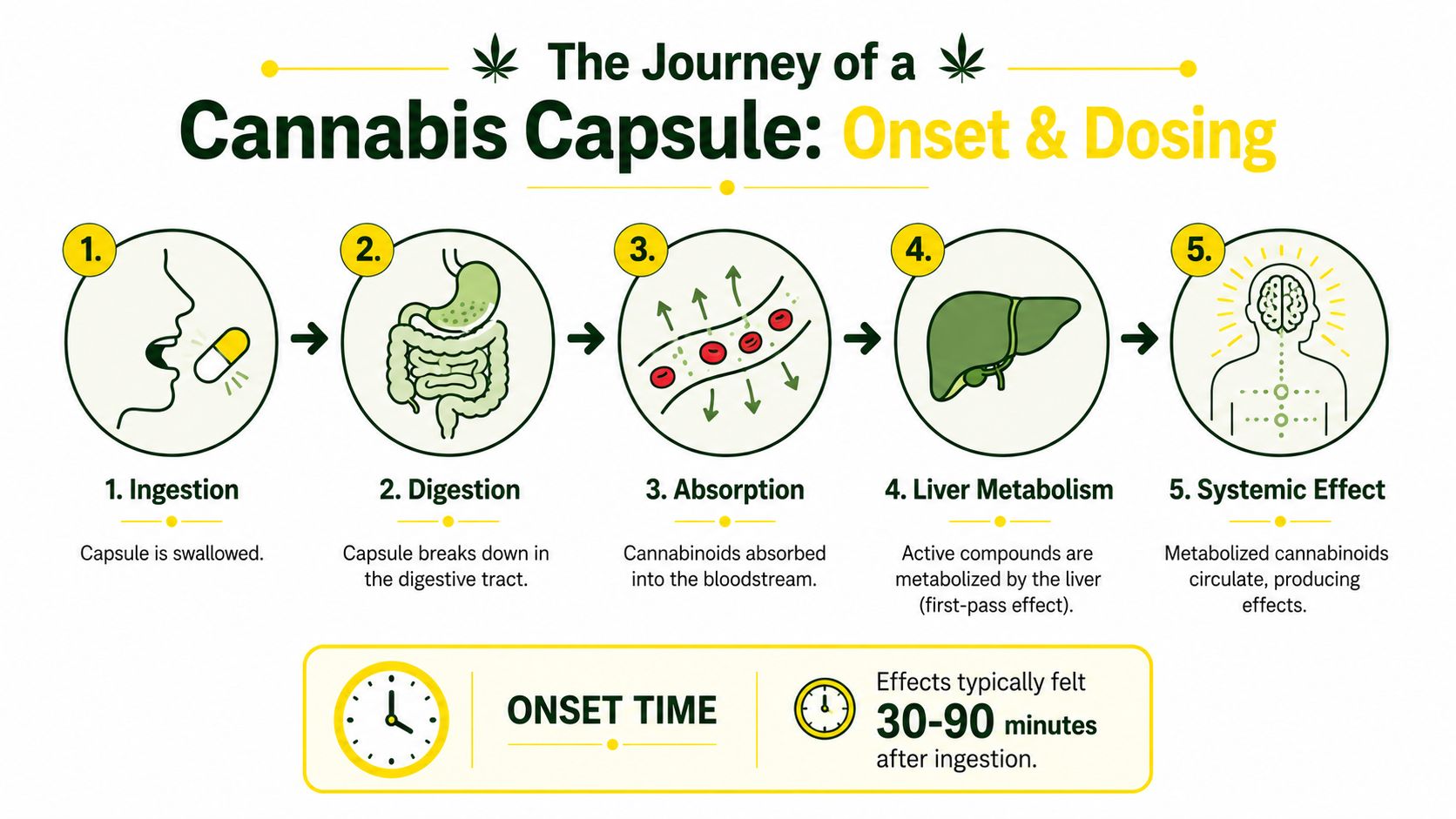 A diagram illustrating the five stages of how a cannabis capsule is processed by the human body.