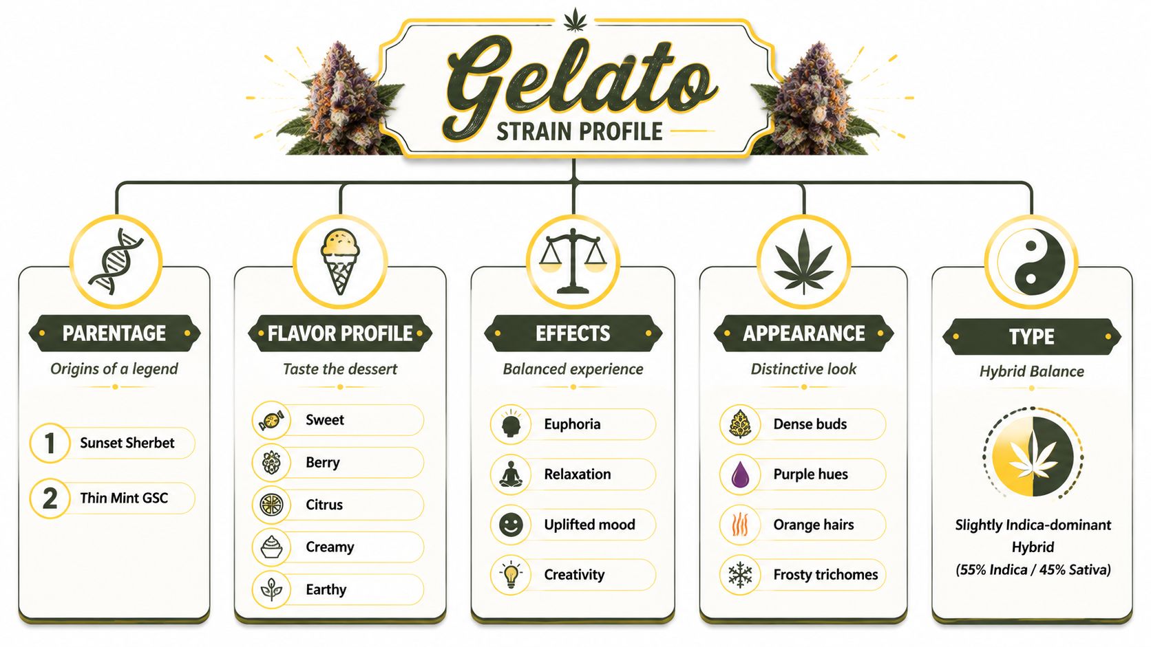 An infographic detailing the Gelato cannabis strain, including its parentage, flavor profile, effects, appearance, and hybrid type.