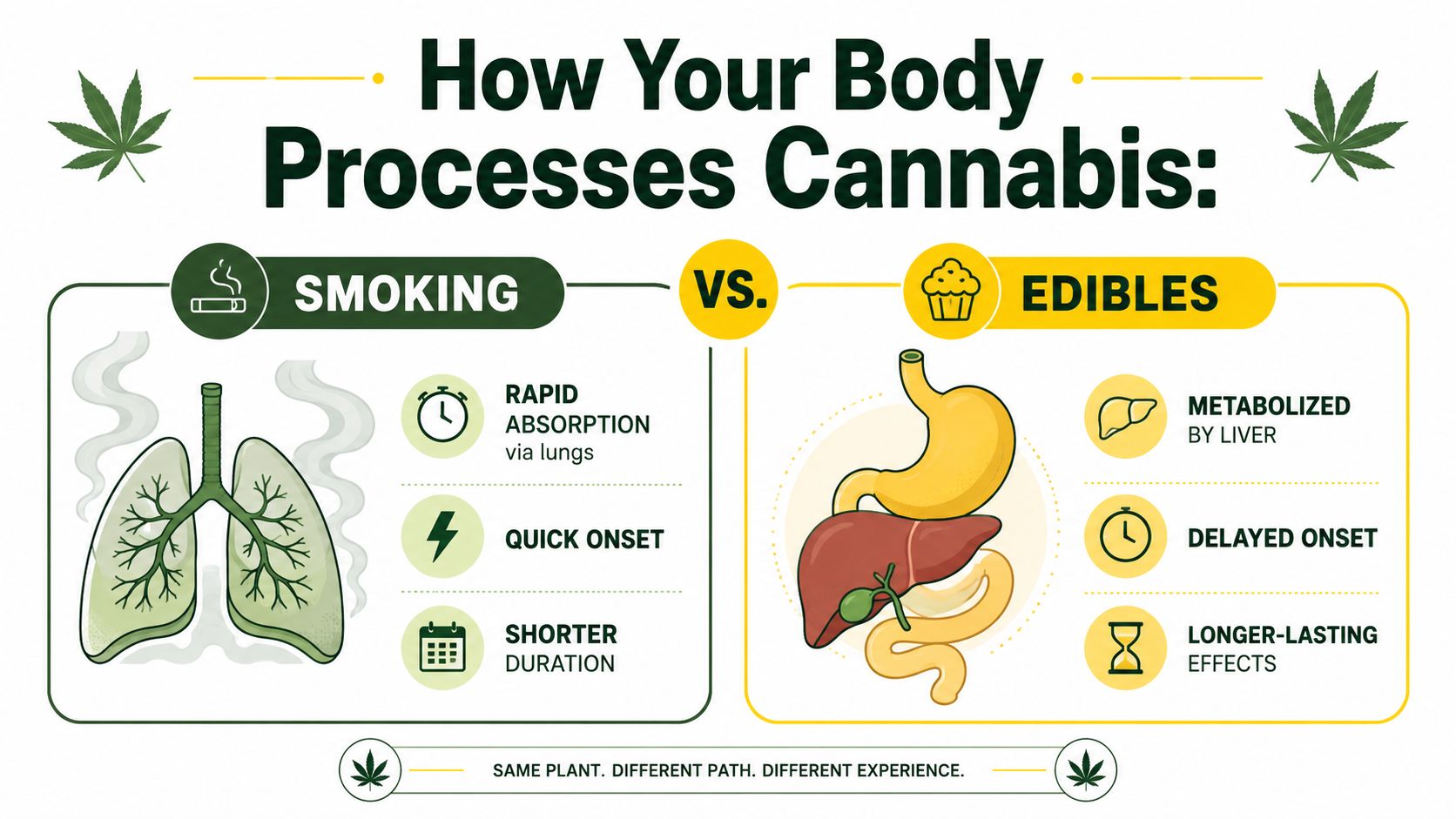 An infographic comparing the body's processing of cannabis through smoking versus consuming edibles, highlighting onset and duration differences.