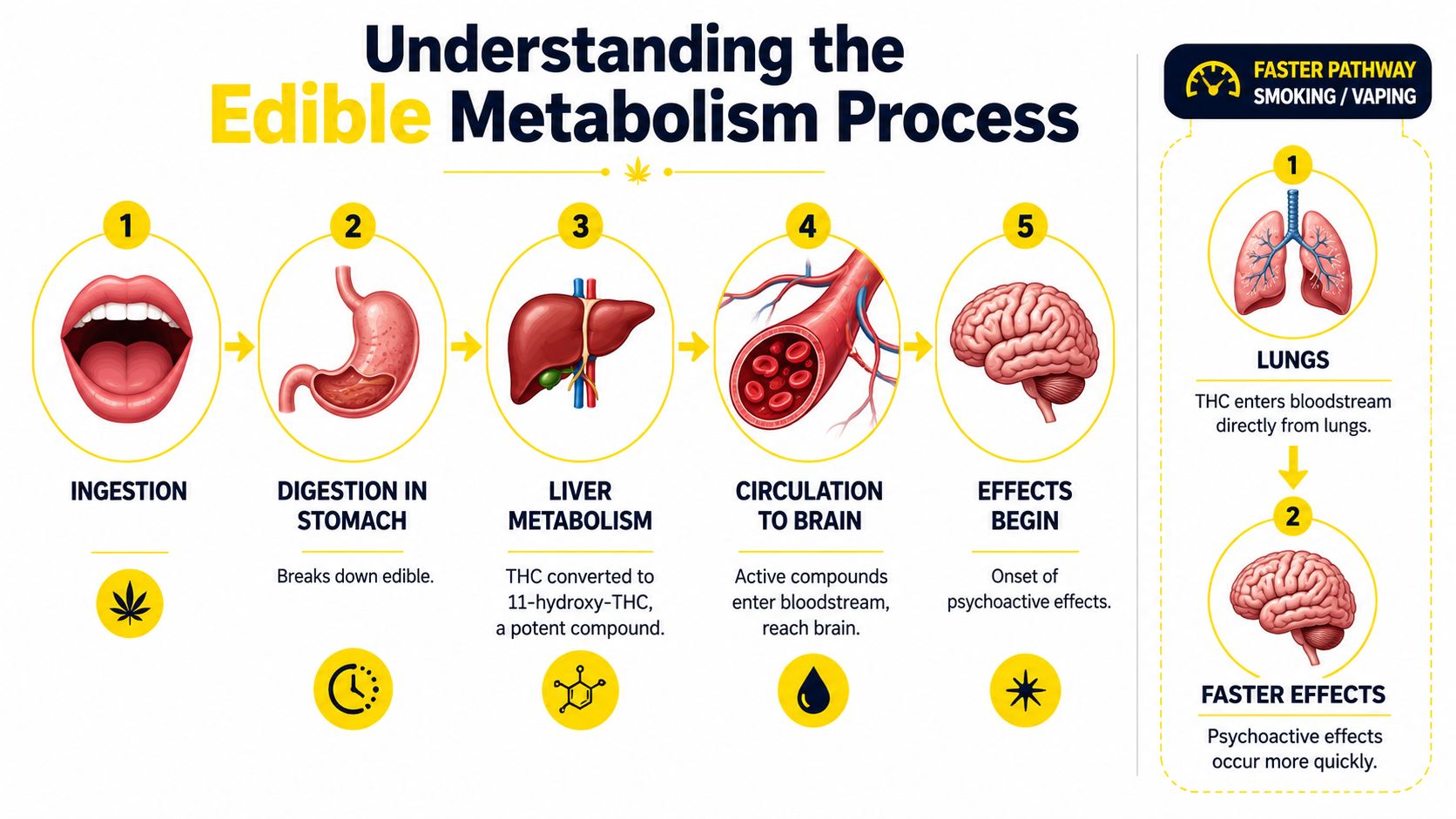 An infographic illustrating the metabolic process of cannabis edibles compared to the faster pathway of inhalation.
