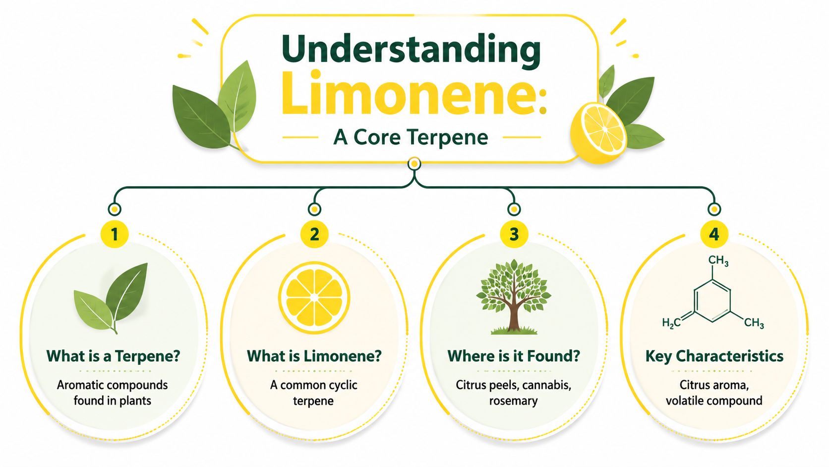 An infographic titled Understanding Limonene, detailing what a terpene is, limonene's definition, sources, and its key characteristics.