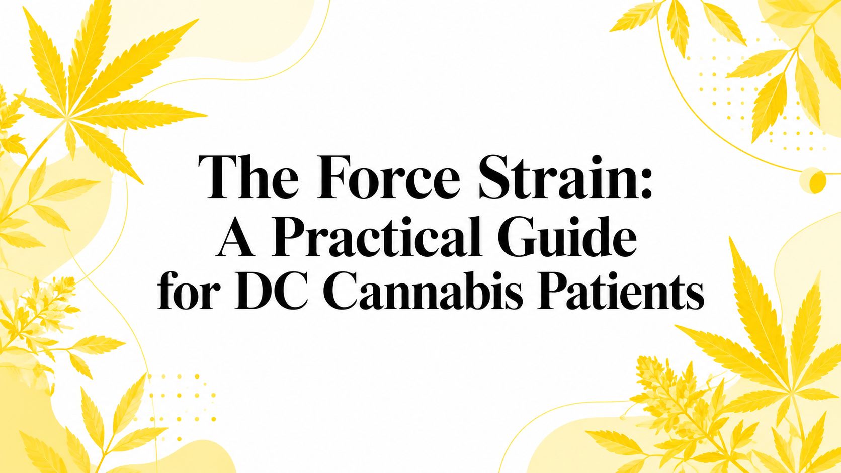 The Force Strain: A Practical Guide for DC Cannabis Patients