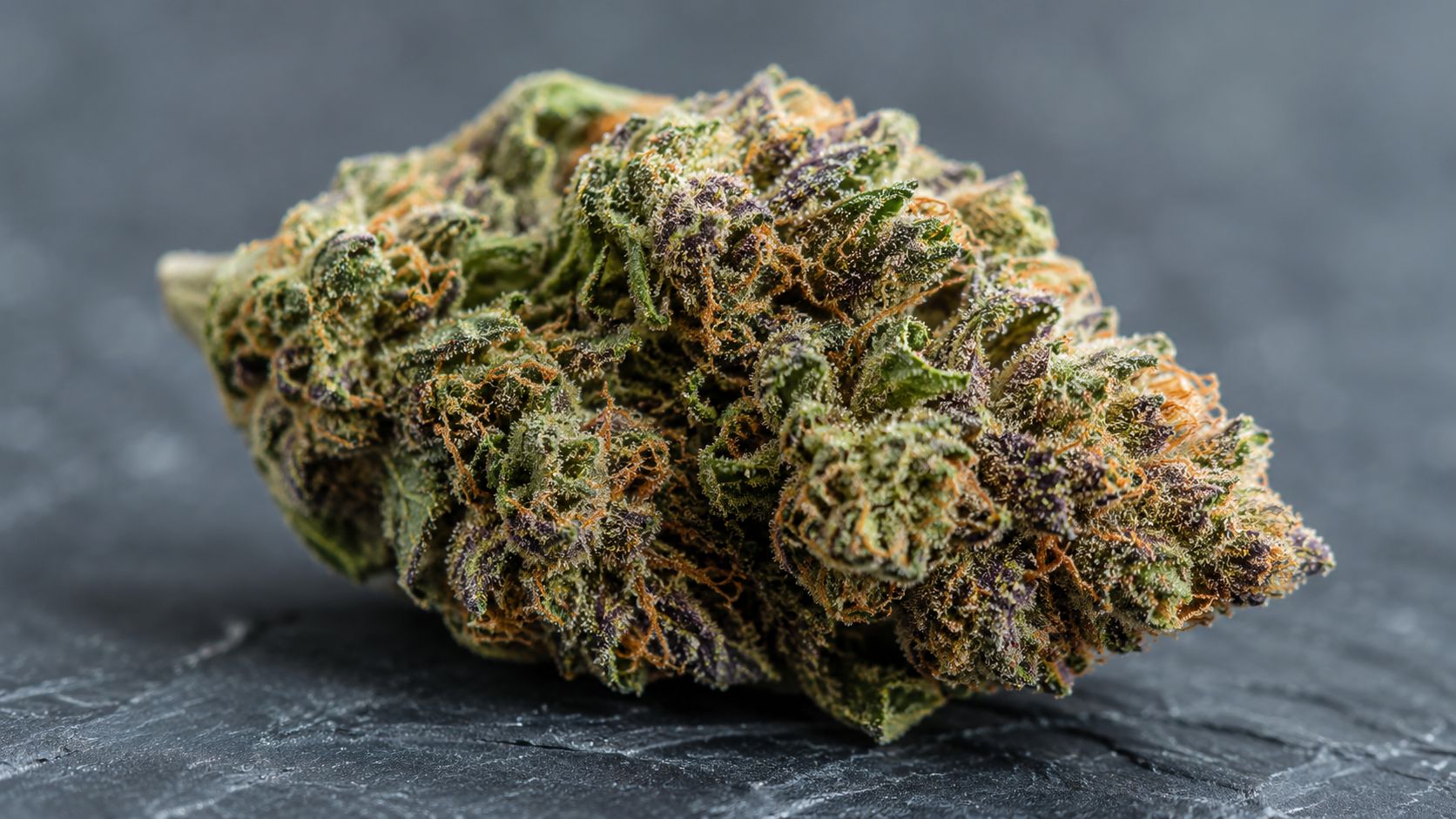 A close-up studio shot of a high-quality cannabis flower bud featuring vibrant orange hairs and purple undertones.