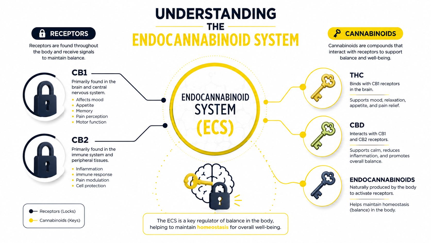 A diagram explaining the endocannabinoid system, showing how receptors act as locks and cannabinoids act as keys.
