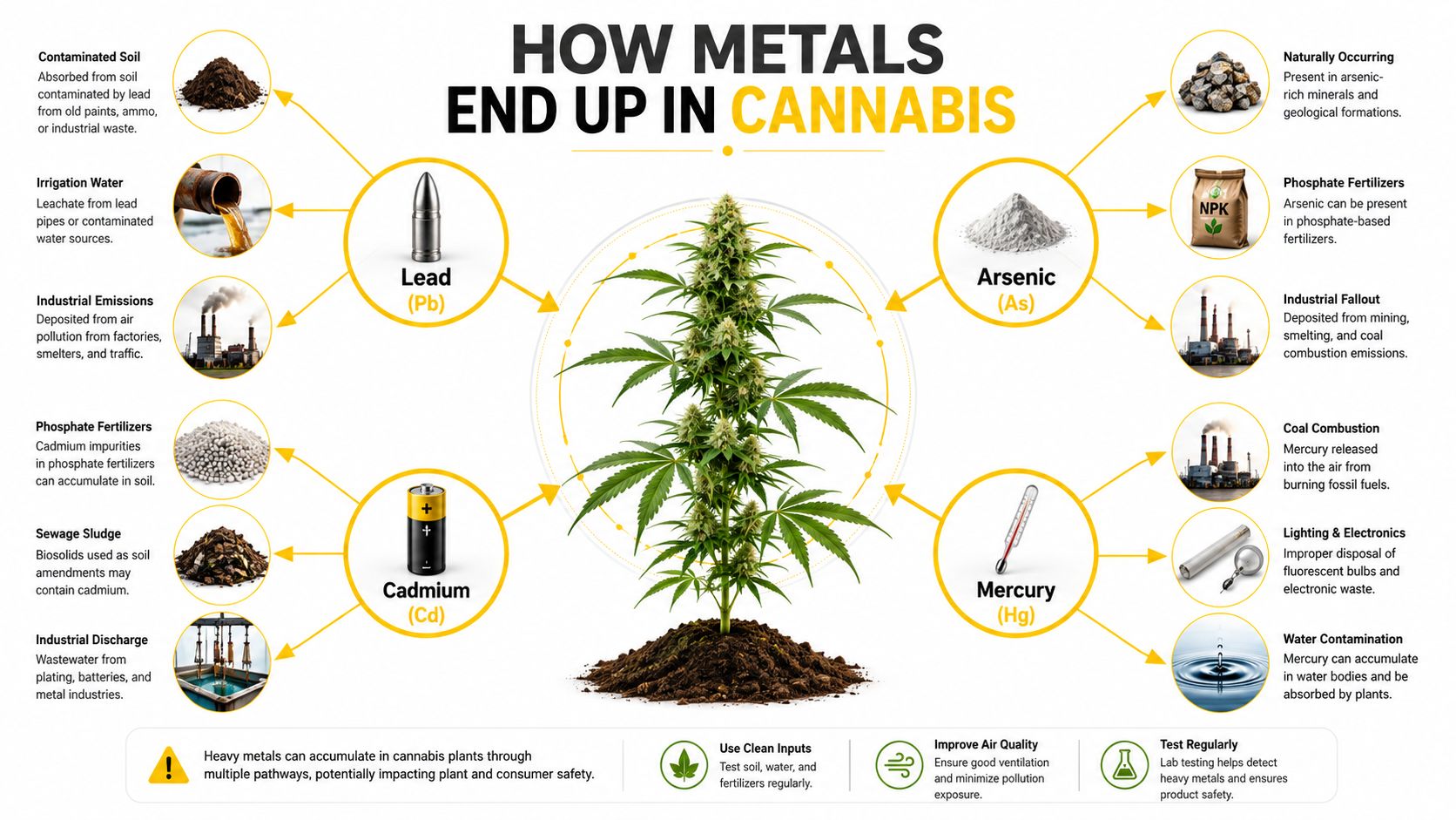 An infographic illustrating how heavy metals like lead, arsenic, cadmium, and mercury contaminate cannabis plants.