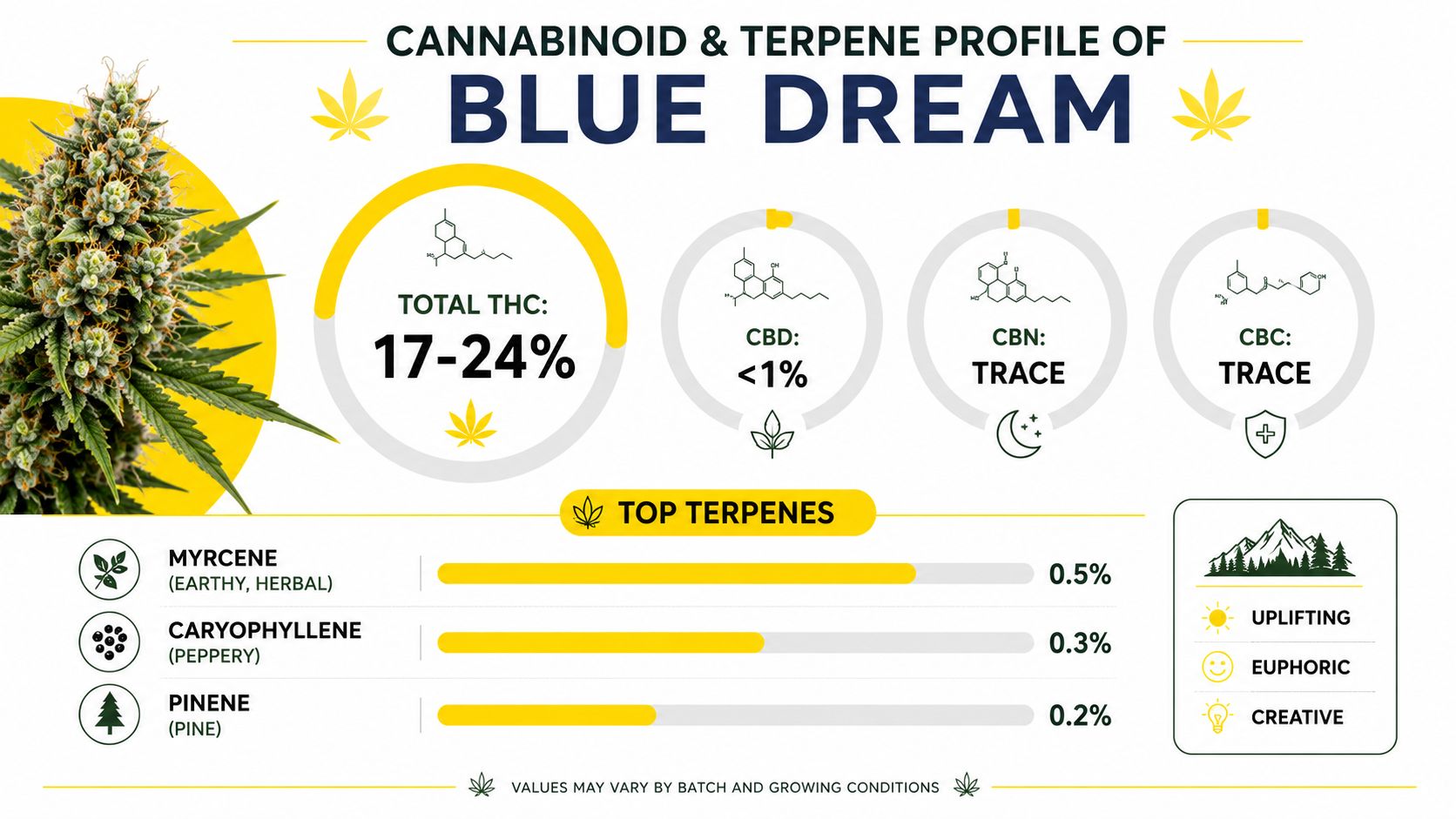 A detailed infographic showing the cannabinoid and terpene profile of the Blue Dream cannabis flower strain.