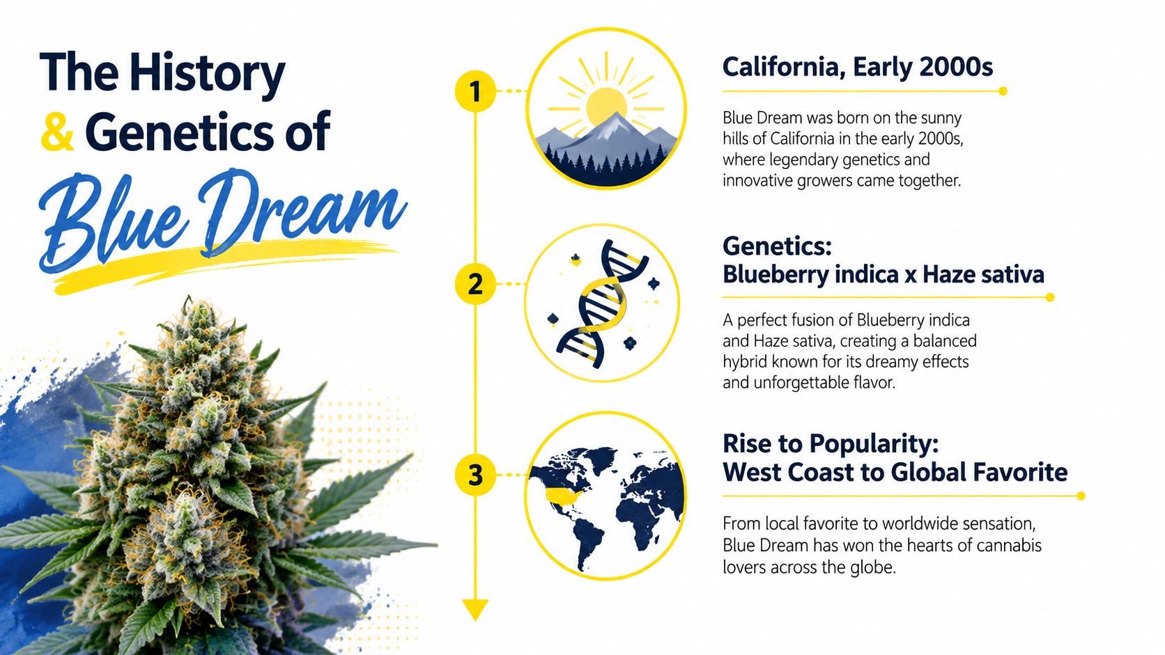 An infographic detailing the history and genetic origins of the Blue Dream cannabis strain from California.