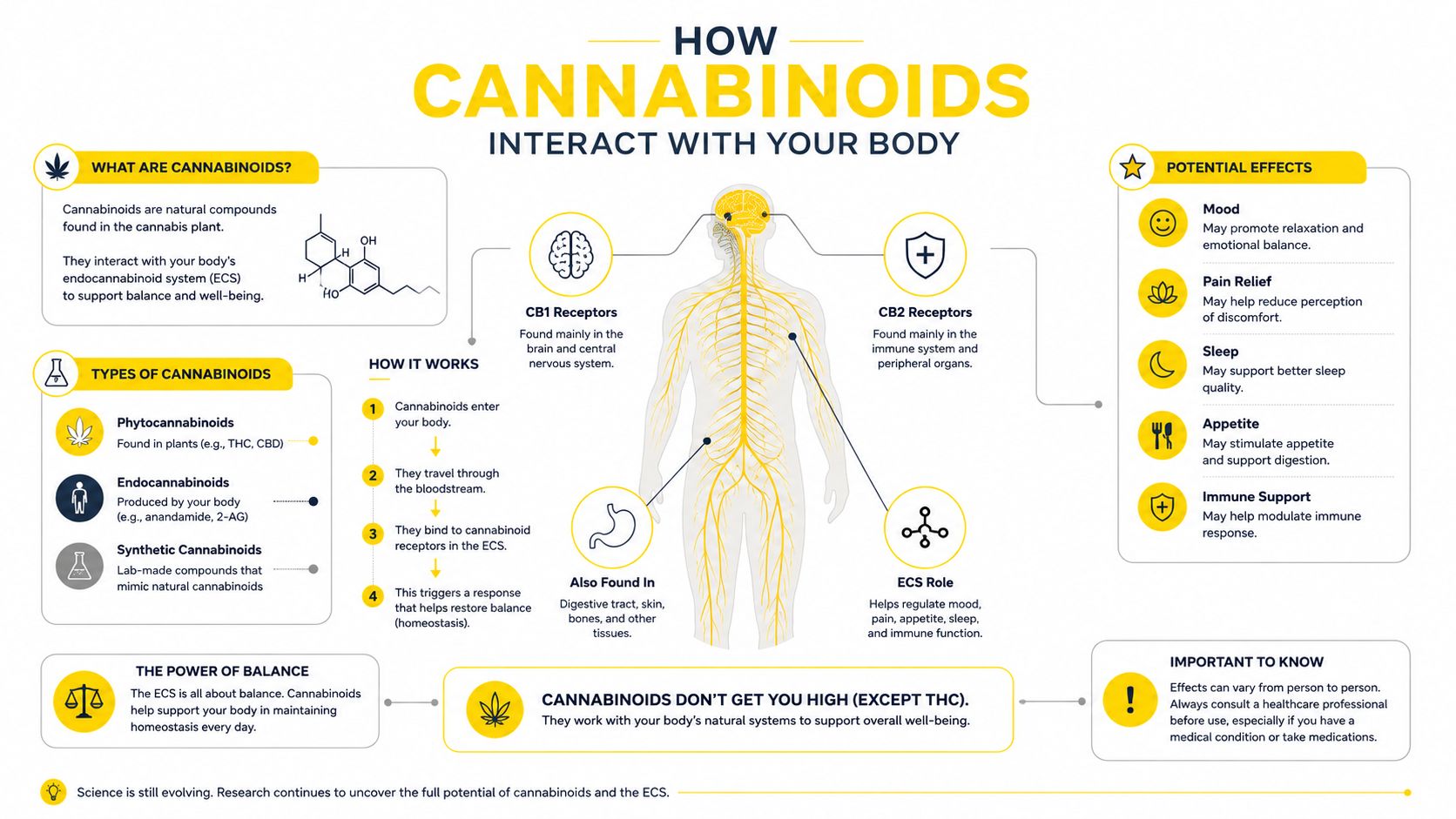 An infographic explaining how cannabinoids interact with the human body through the endocannabinoid system, receptors, and effects.