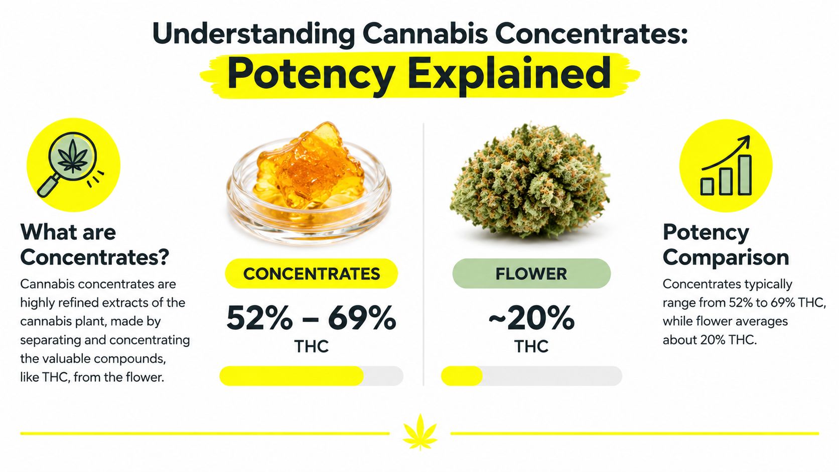 An infographic comparing the THC potency of cannabis concentrates versus raw flower in percentage values.