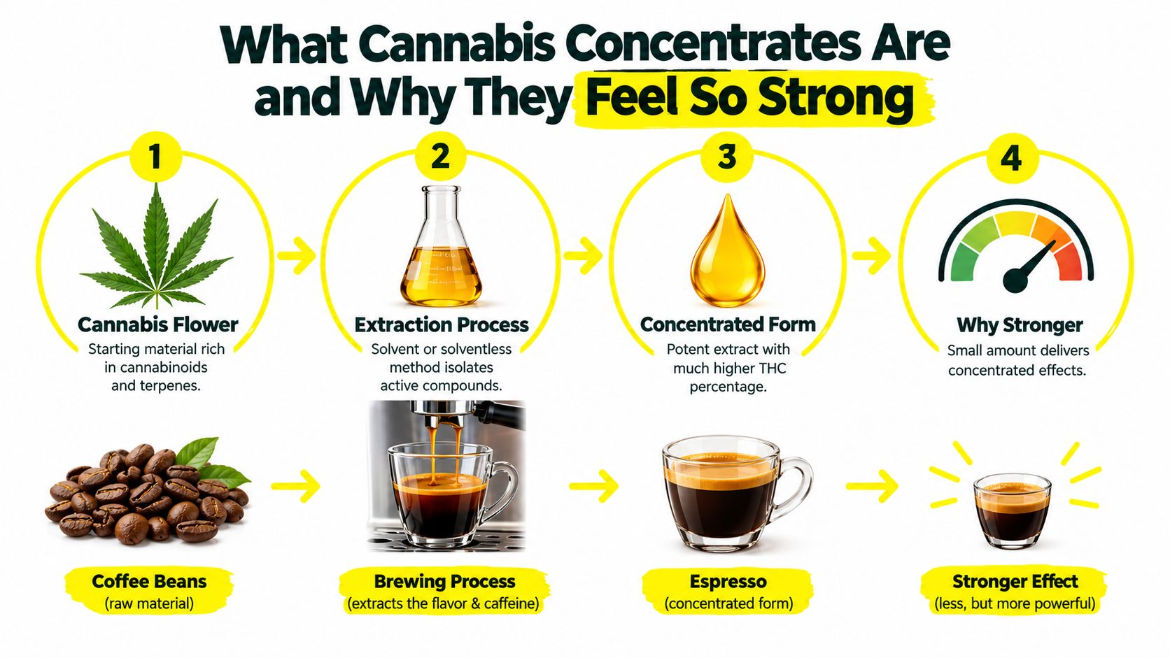 An infographic comparing cannabis extraction and brewing coffee to explain why cannabis concentrates are potent.