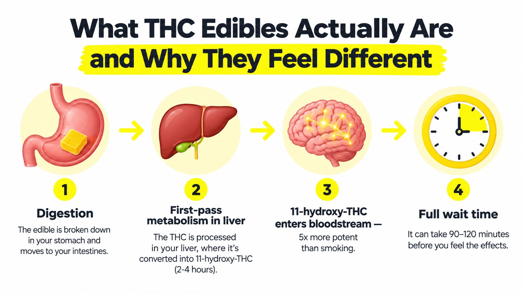 A four-step infographic illustrating how THC edibles are processed by the human body through digestion and metabolism.