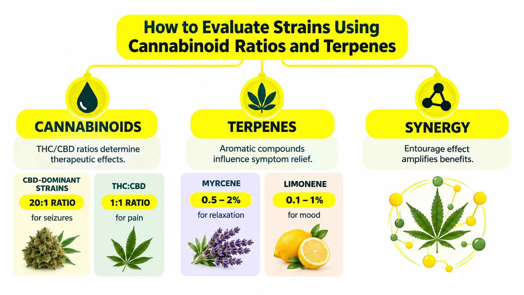 An infographic titled how to evaluate cannabis strains explaining the role of cannabinoids, terpenes, and the entourage effect.