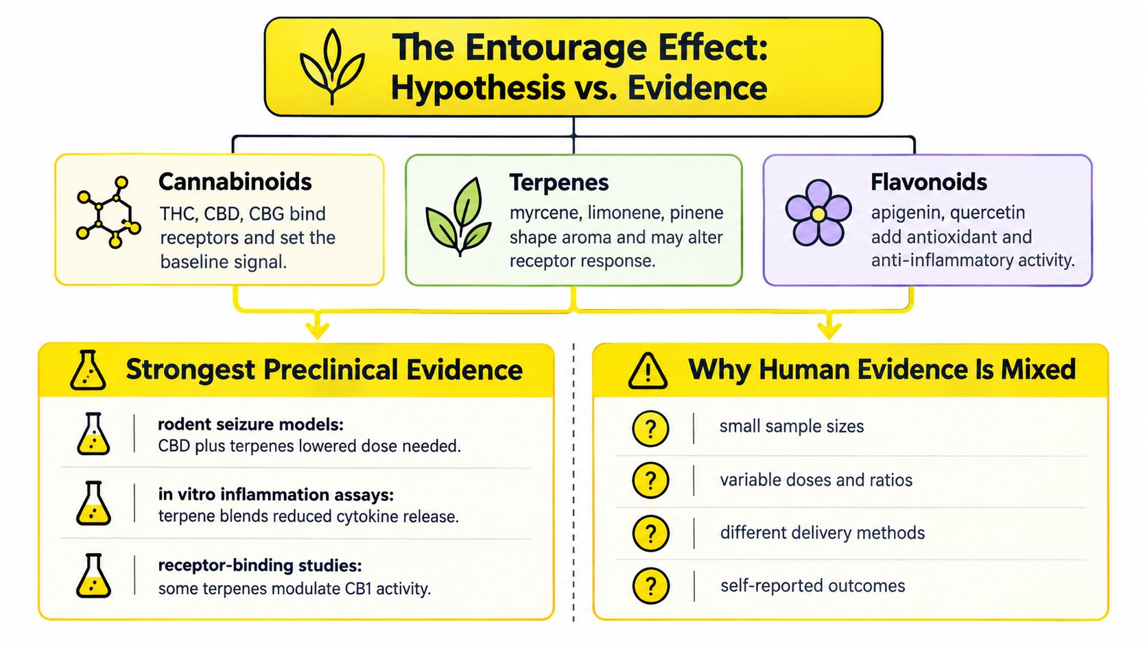 A diagram explaining the entourage effect in cannabis through cannabinoids, terpenes, and flavonoids with preclinical and human evidence.