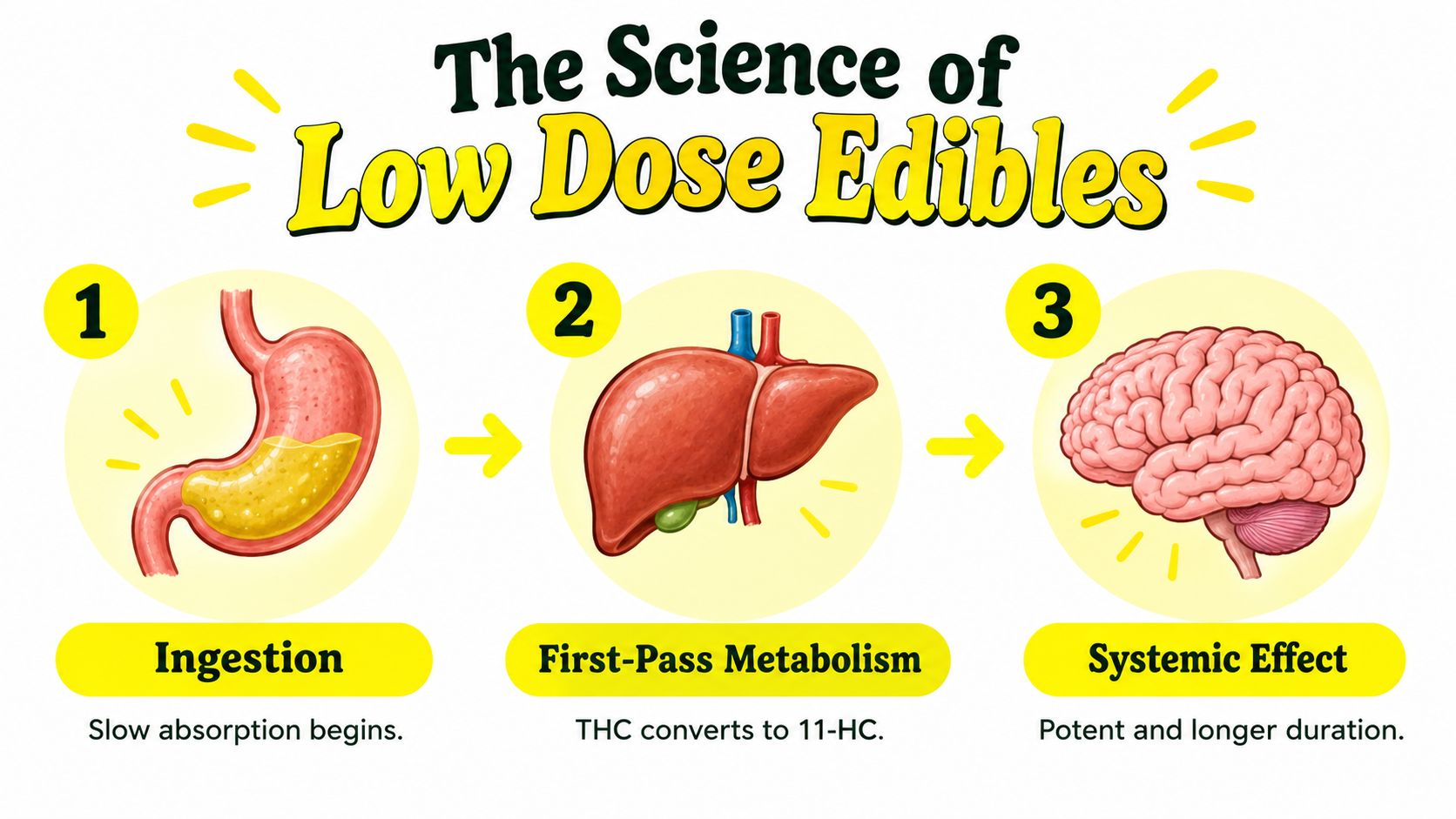 A diagram illustrating the three steps of how low dose edibles are processed by the human body.