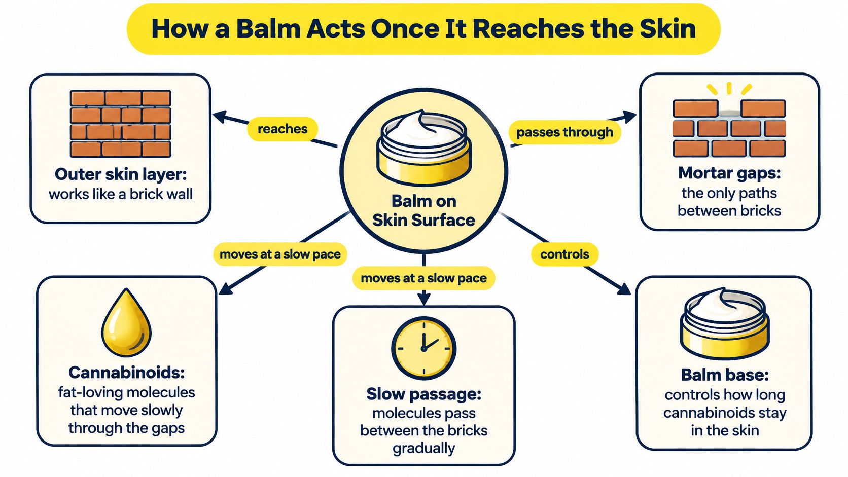 A diagram explaining how a topical balm penetrates the skin layers using a brick wall analogy.