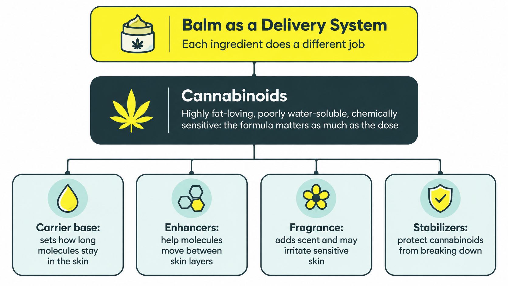 A diagram explaining the components of a cannabis topical balm and their functions in skin delivery.