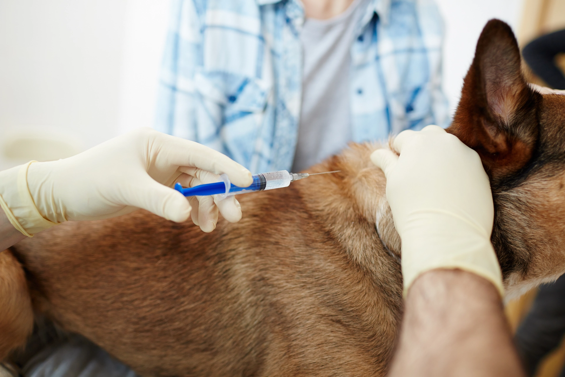 Guia Completo de Vacinação para Cães: O Que Precisa de Saber em 2026