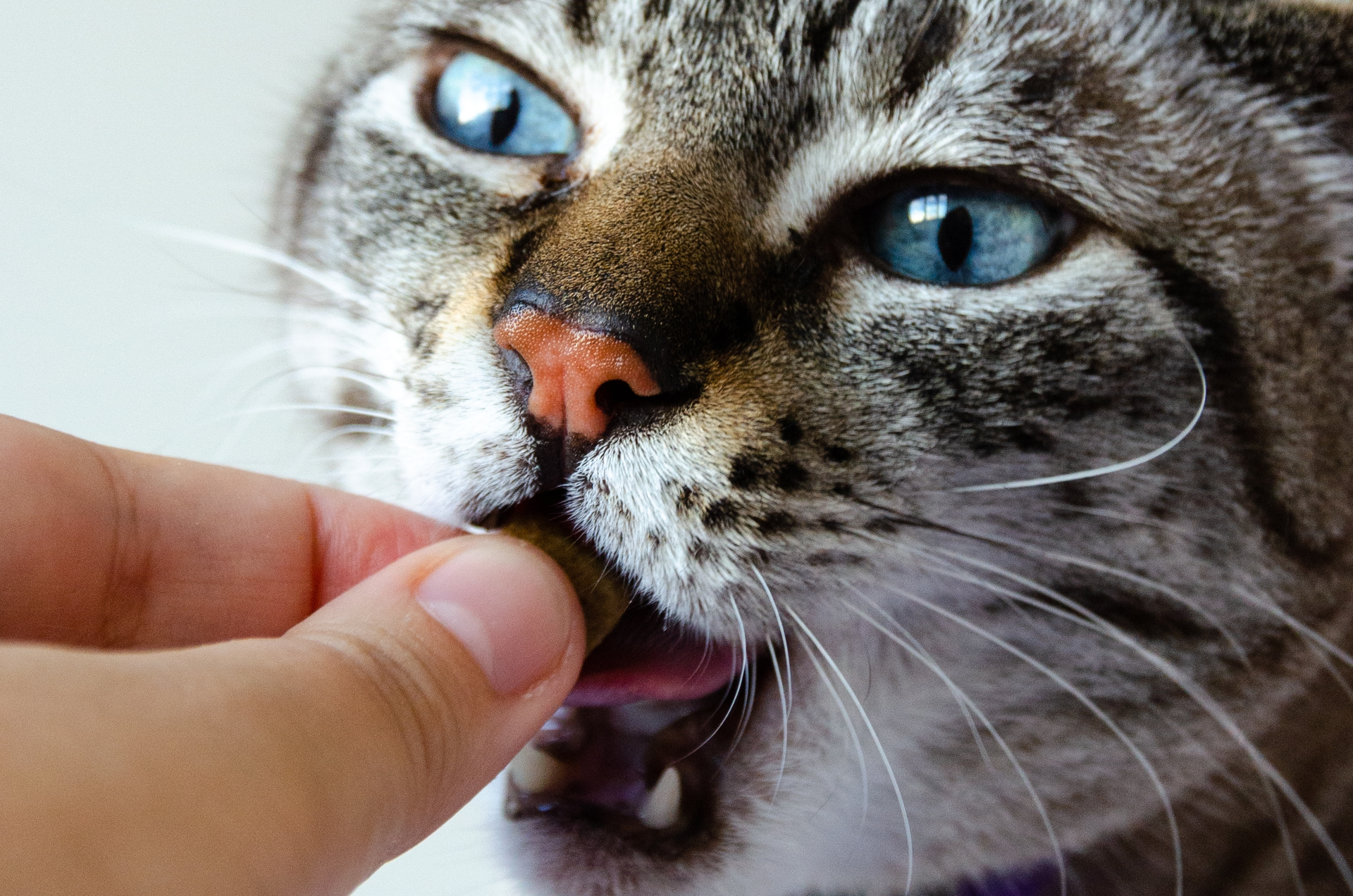 Desparasitação de Gatos: Interna, Externa e Porque Não Pode Ignorar Nenhuma