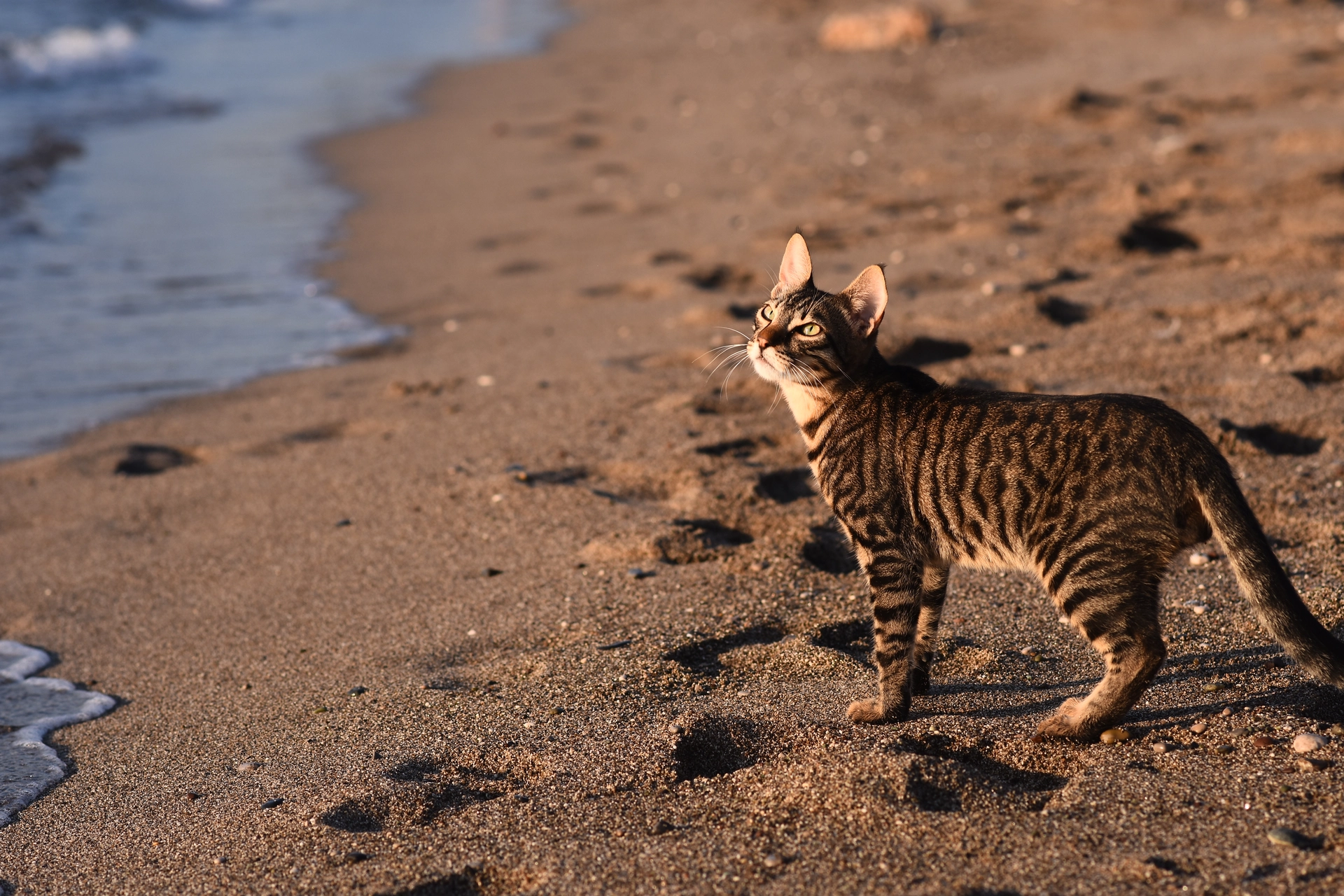 10 Cuidados Essenciais com os Seus Animais no Verão Algarvio