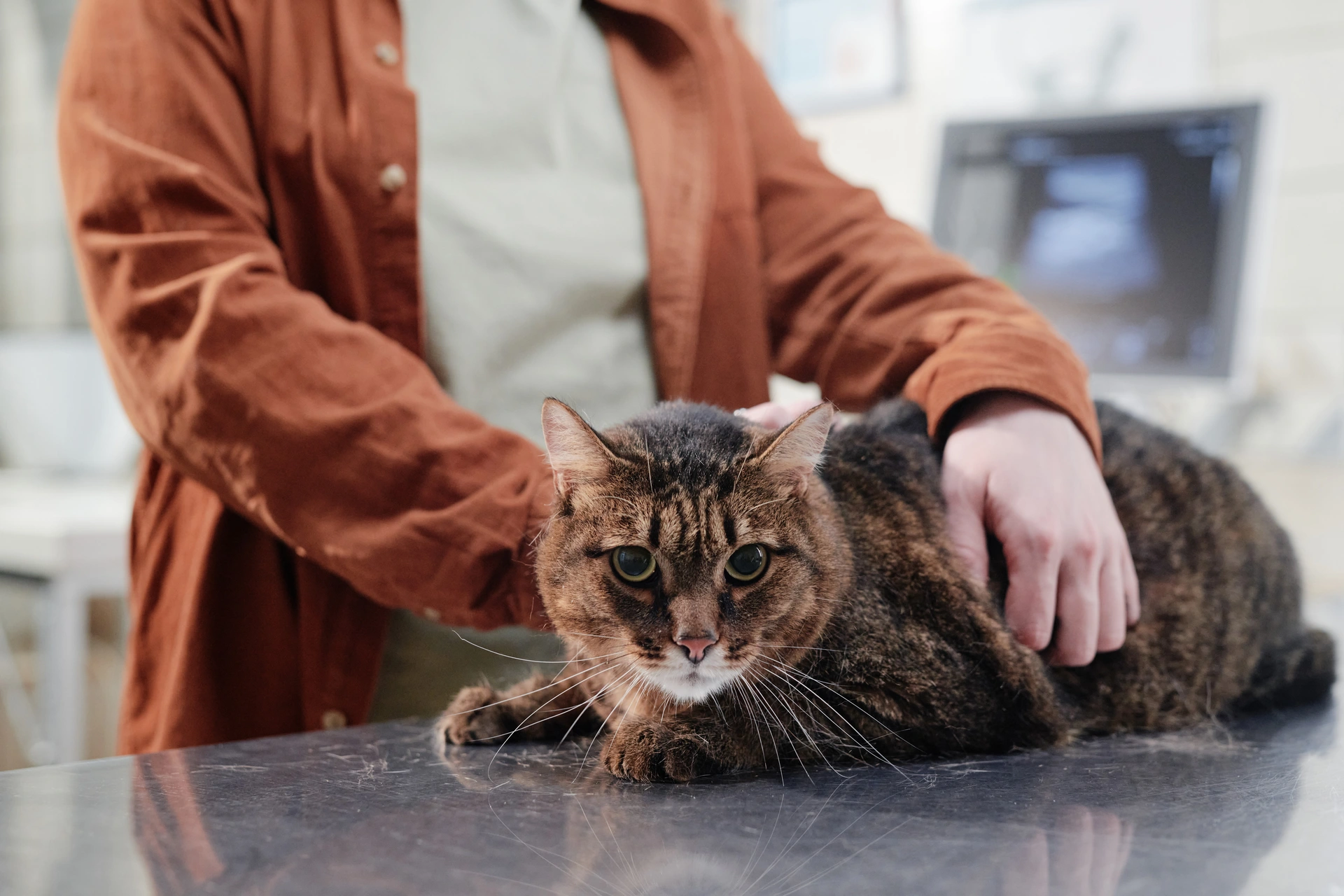 Esterilizar ou Castrar o Meu Animal: Tudo o Que Precisa de Saber Antes de Decidir