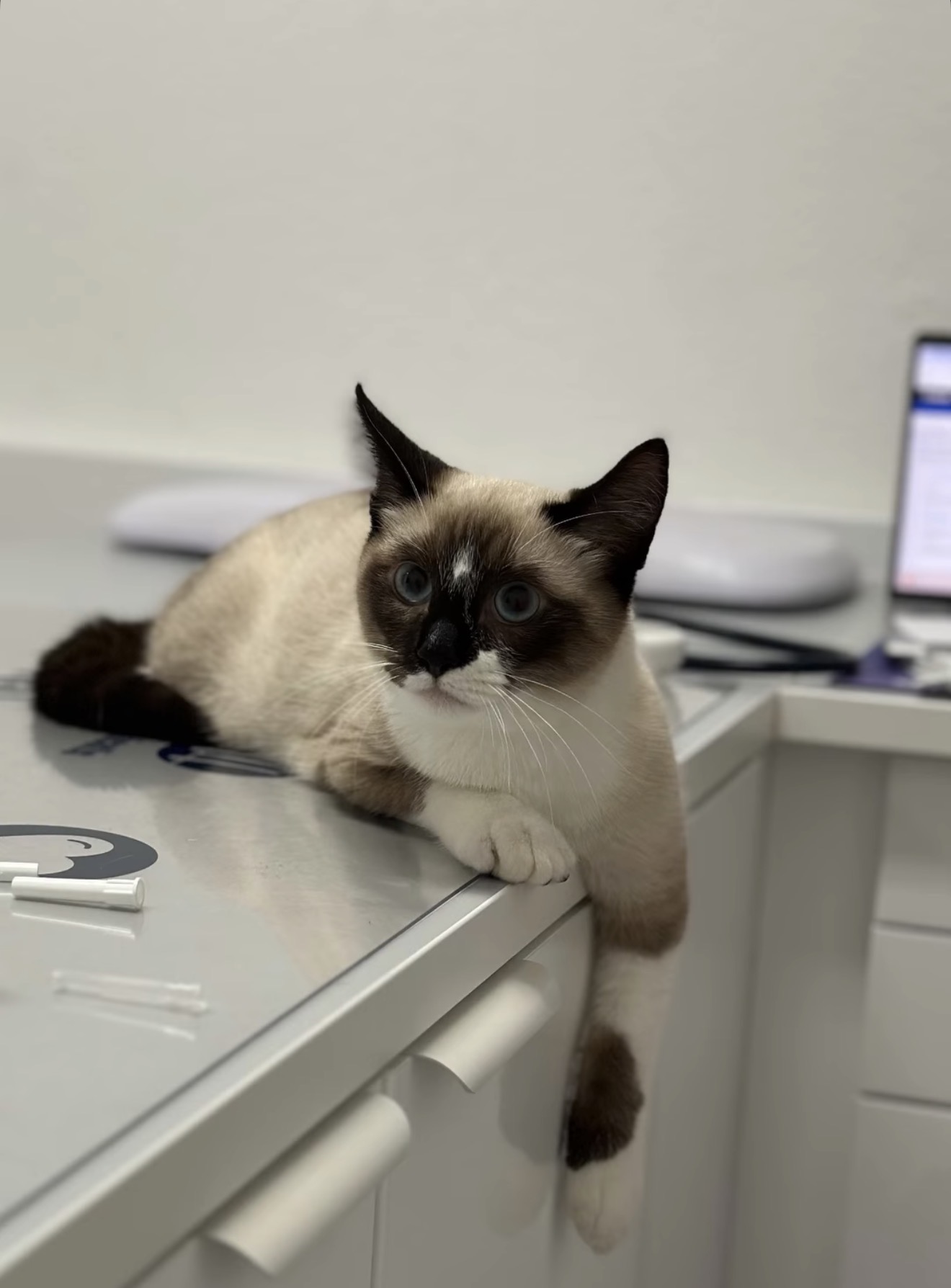Acabei de adotar um Gato: Os Primeiros Cuidados Veterinários Essenciais