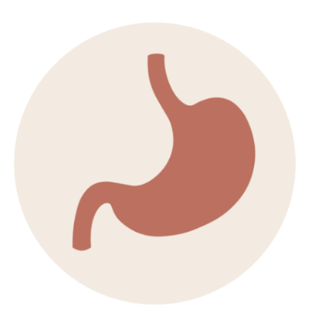 icon stomach