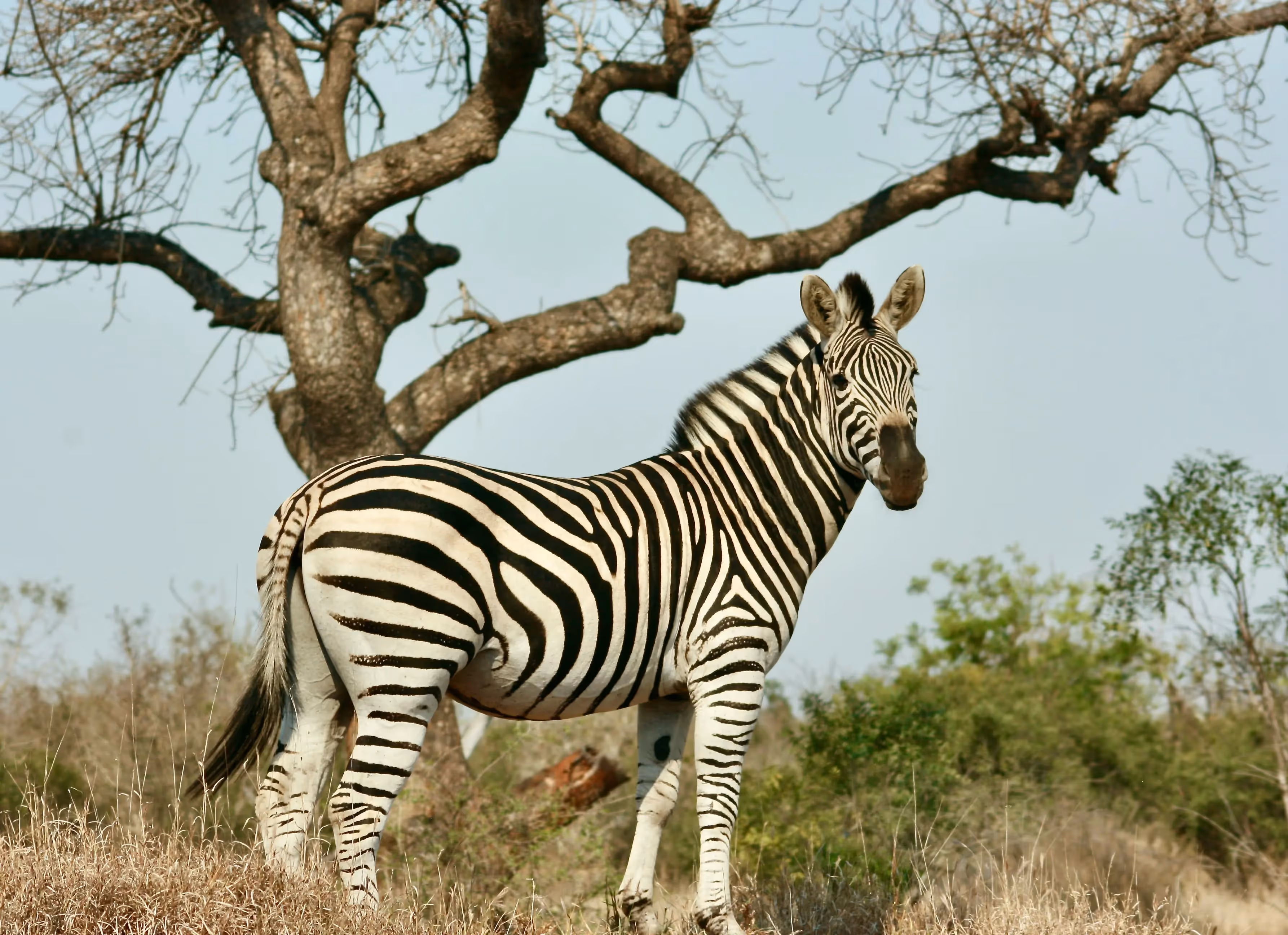 Unsere Lieblings-Nationalparks: Der Kruger Nationalpark